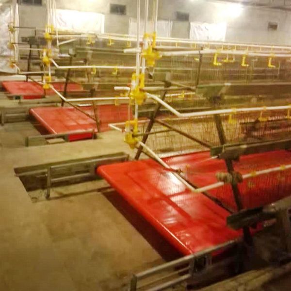 PVC帶蛋雞清糞機(jī)